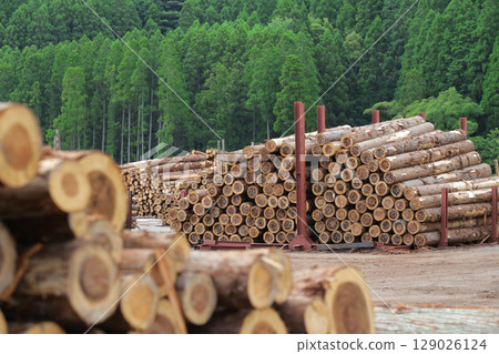 Felled and stacked timber Felled and stacked timber 129026124