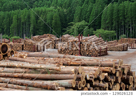 Felled and stacked timber Felled and stacked timber 129026128