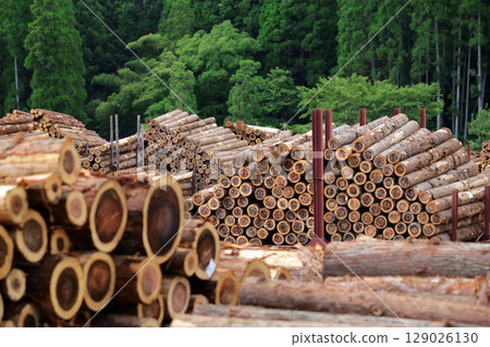 Felled and stacked timber Felled and stacked timber 129026130