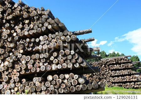 Felled and stacked timber Felled and stacked timber 129026131