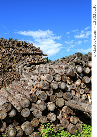 Felled and stacked timber 129026136