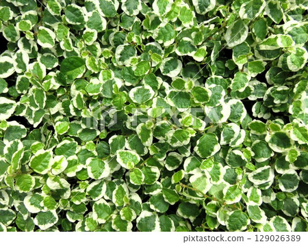 Ficus pumila 129026389