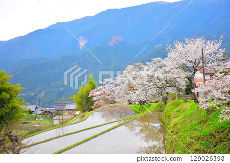 三重縣津市禦岳的櫻花 129026398