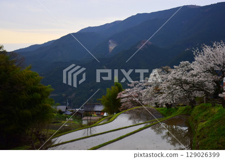 Cherry blossoms at Mitake in Tsu City, Mie Prefecture 129026399