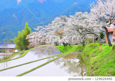 Cherry blossoms at Mitake in Tsu City, Mie Prefecture 129026400