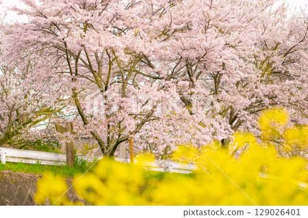 Sakura blooming in the field of rape blossoms 129026401