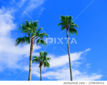夏天（夏天圖片：棕櫚樹） 129026412