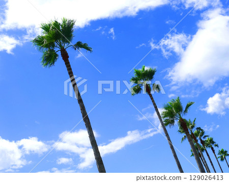 夏天（夏天圖片：棕櫚樹） 129026413
