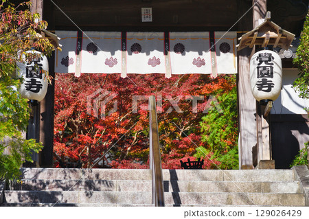 鎌倉覺園寺的美麗秋葉(神奈川縣鎌倉市) 鎌倉覺園寺的美麗秋葉(神奈川縣鎌倉市) 129026429