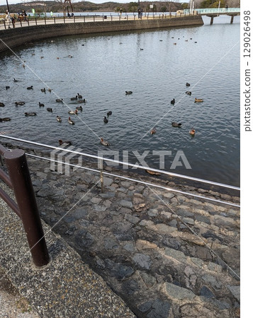 The lake of swan The lake of swan 129026498