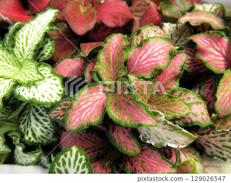 飛度附近 飛度附近 129026547