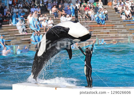 鴨川海洋世界虎鯨表演 鴨川海洋世界虎鯨表演 129026606