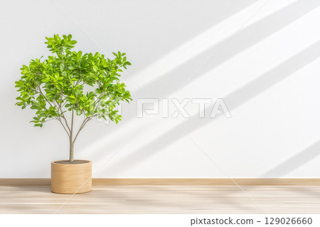 Bright minimal interior with green potted plant placed on wooden floor near wall 129026660