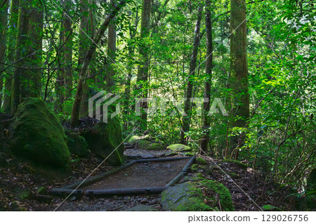 （新綠森林浴場）菊池溪谷（熊本縣菊池市原町） - 溪流與茂密森林的四季美景 129026756