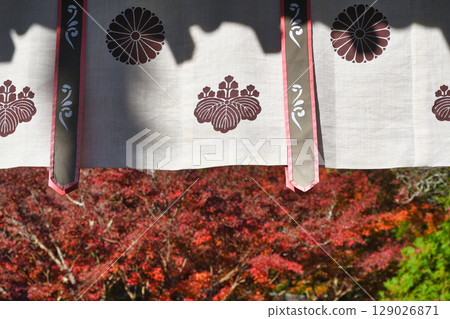 Beautiful autumn leaves at Kakuonji Temple in Kamakura (Kamakura City, Kanagawa Prefecture) 129026871