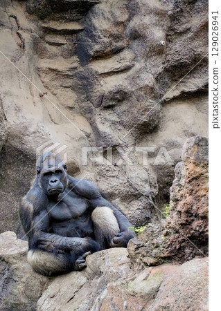 Gorilla taking a break 129026941