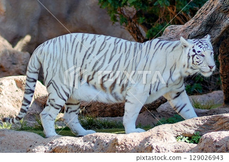 White Tiger White Tiger 129026943