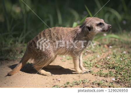 下午散步時,一隻貓鼬出現 下午散步時,一隻貓鼬出現 129026950