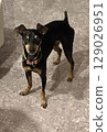盯著迷你短毛獵犬 129026951