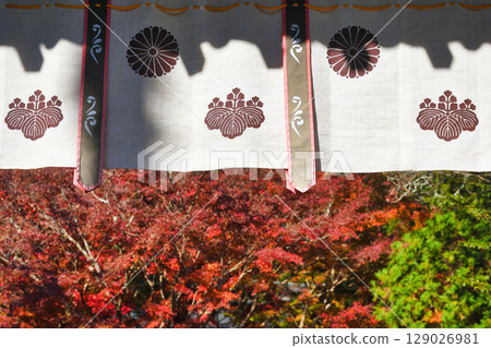 Beautiful autumn leaves at Kakuonji Temple in Kamakura (Kamakura City, Kanagawa Prefecture) 129026981