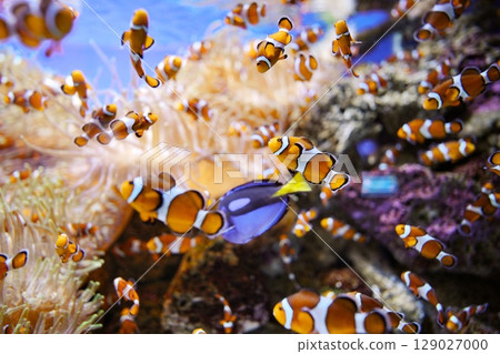 尼莫的世界 尼莫的世界 129027000