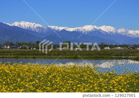 信州安曇野：白雪皚皚的北阿爾卑斯山、稻田和油菜花田 129027001