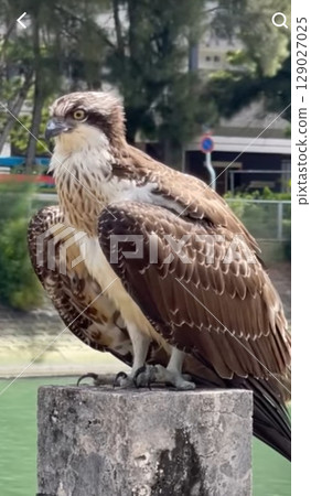 Osprey 1 129027025