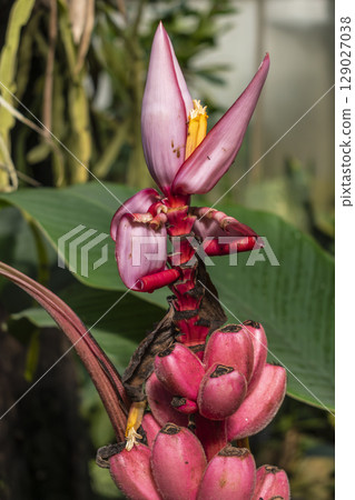 Pink flowered banana tree, musa velutina, native to India, musaceae Pink flowered banana tree, musa velutina, native to India, musaceae 129027038