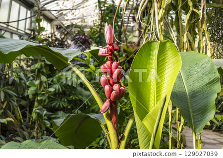 Pink flowered banana tree, musa velutina, native to India, musaceae 129027039