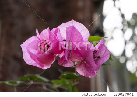 Bougainvillea, leaves in medicinal use, native to Brazil, nyctaginaceae, bougainvillea glabra 129027041