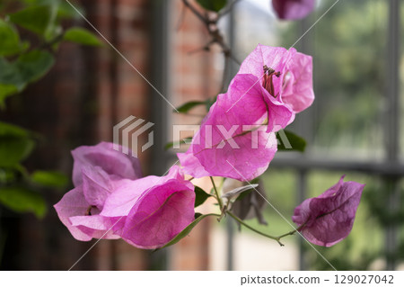 Bougainvillea, leaves in medicinal use, native to Brazil, nyctaginaceae, bougainvillea glabra Bougainvillea, leaves in medicinal use, native to Brazil, nyctaginaceae, bougainvillea glabra 129027042