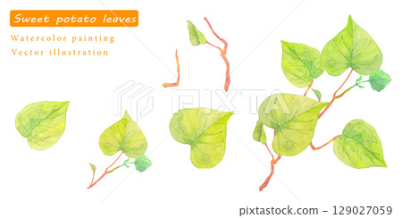 水彩地瓜葉向量圖 129027059