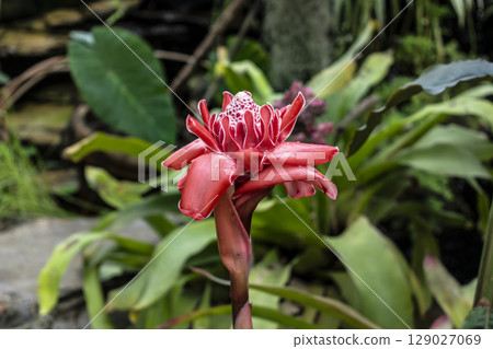 Porcelain rose, flowering plant native to Malaysia and Thailand, zingiberaceae family, etlingera elatior Porcelain rose, flowering plant native to Malaysia and Thailand, zingiberaceae family, etlingera elatior 129027069