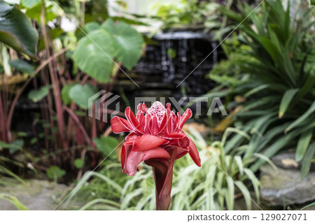 Porcelain rose, flowering plant native to Malaysia and Thailand, zingiberaceae family, etlingera elatior Porcelain rose, flowering plant native to Malaysia and Thailand, zingiberaceae family, etlingera elatior 129027071