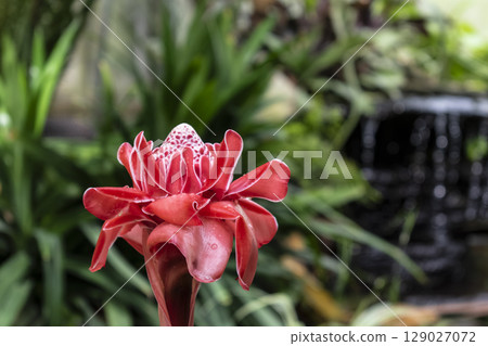 Porcelain rose, flowering plant native to Malaysia and Thailand, zingiberaceae family, etlingera elatior Porcelain rose, flowering plant native to Malaysia and Thailand, zingiberaceae family, etlingera elatior 129027072