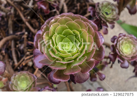 Tree aeonium, native to the canary islands and morocco, crassulaceae 129027075