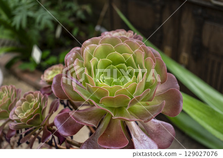 Tree aeonium, native to the canary islands and morocco, crassulaceae 129027076