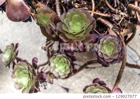 Tree aeonium, native to the canary islands and morocco, crassulaceae Tree aeonium, native to the canary islands and morocco, crassulaceae 129027077