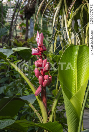 Pink flowered banana tree, musa velutina, native to India, musaceae 129027078