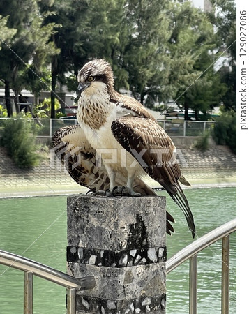 Okinawa Hawk 129027086
