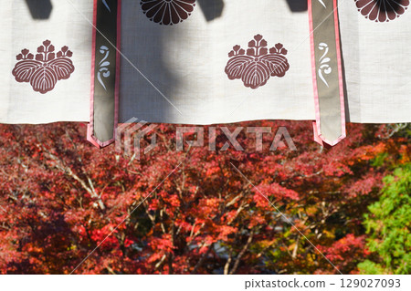 Beautiful autumn leaves at Kakuonji Temple in Kamakura (Kamakura City, Kanagawa Prefecture) Beautiful autumn leaves at Kakuonji Temple in Kamakura (Kamakura City, Kanagawa Prefecture) 129027093