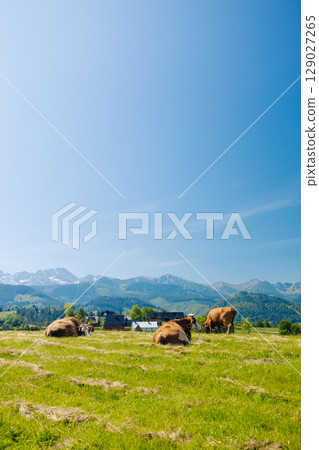 Cows Resting in Mountain Meadow on Sunny Day 129027265