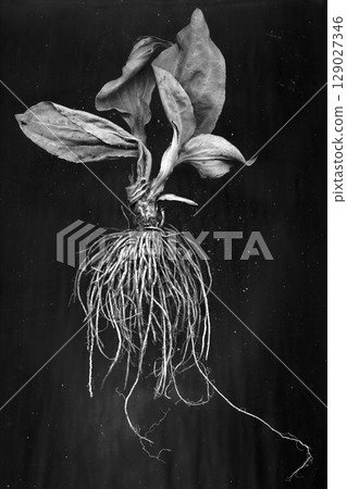 Plantain close up, black and white image 129027346