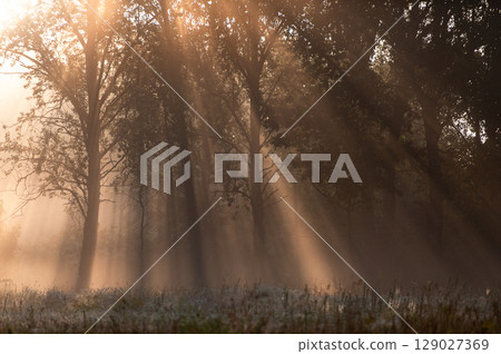 Soft Beams Through the Morning Fog 129027369
