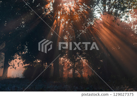 Sunbeams Filtering Through Forest Canopy Sunbeams Filtering Through Forest Canopy 129027375