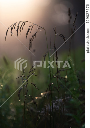 Morning Grass with Dewdrops in Backlight Morning Grass with Dewdrops in Backlight 129027376