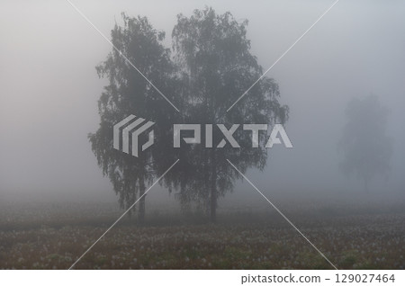 Twin Birch Trees in Dense Morning Fog 129027464