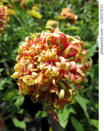 Gaira Rudia 129027815