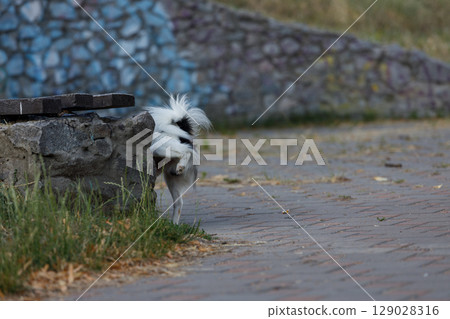Curious Dog Exploring Its Surroundings Near a Stone Wall on a Charming Pathway Surrounded by Nature and Vibrant Colors of the Background Wall Curious Dog Exploring Its Surroundings Near a Stone Wall on a Charming Pathway Surrounded by Nature and Vibrant Colors of the Background Wall 129028316