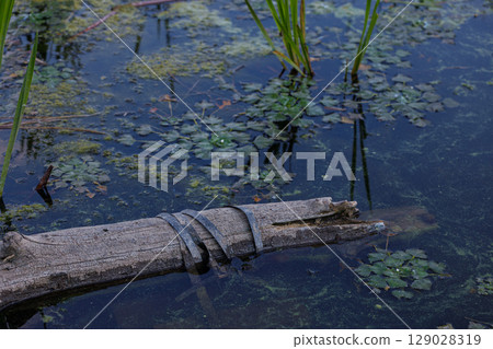 A Tranquil Scene of Nature Featuring a Weathered Log Surrounded by Green Water Plants and Reflections in a Serene Pond Environment Captured in Evening Light 129028319
